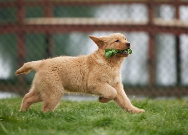 Image of Lily, a Golden Retriever puppy