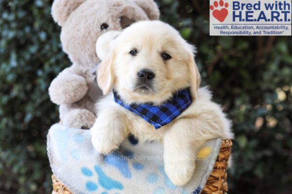 Image of Logan, a Golden Retriever puppy