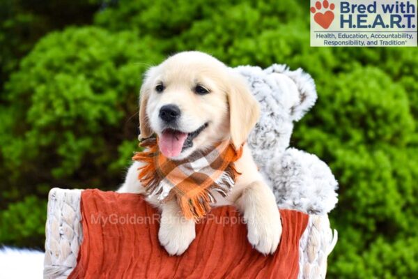 Image of Reenie, a Golden Retriever puppy