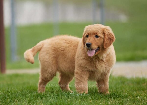 Image of Rose, a Golden Retriever puppy