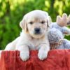 Image of Tito, a Golden Retriever puppy