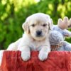 Image of Tito, a Golden Retriever puppy