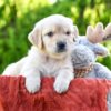 Image of Tito, a Golden Retriever puppy