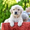Image of Tito, a Golden Retriever puppy
