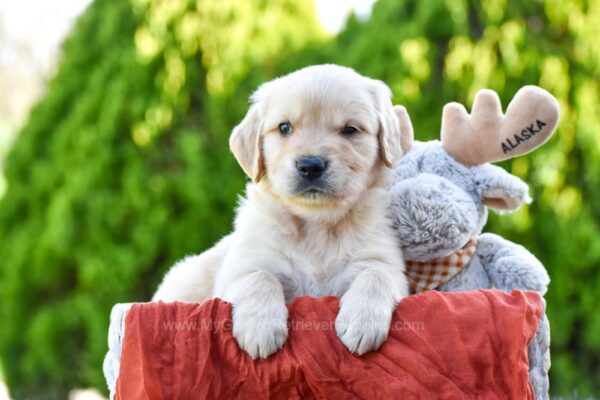 Image of Tito, a Golden Retriever puppy