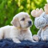 Image of Tito, a Golden Retriever puppy