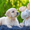 Image of Tito, a Golden Retriever puppy