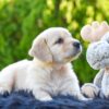 Image of Tito, a Golden Retriever puppy