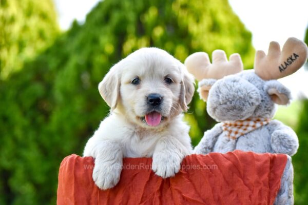 Image of Tulsa, a Golden Retriever puppy