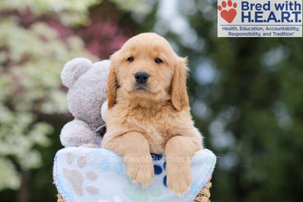 Image of Warren, a Golden Retriever puppy