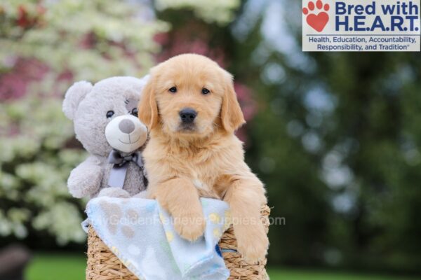Image of Thor (trained), a Golden Retriever puppy