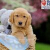 Image of Weston, a Golden Retriever puppy