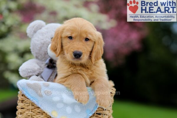 Image of Weston, a Golden Retriever puppy