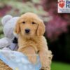 Image of Weston, a Golden Retriever puppy