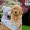 Image of Weston, a Golden Retriever puppy