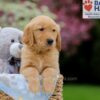 Image of Weston, a Golden Retriever puppy