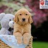 Image of Weston, a Golden Retriever puppy