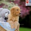 Image of Weston, a Golden Retriever puppy