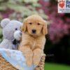 Image of Weston, a Golden Retriever puppy