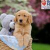 Image of Weston, a Golden Retriever puppy
