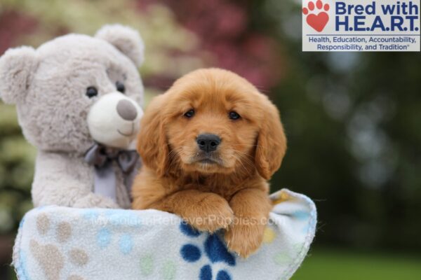 Image of Willow, a Golden Retriever puppy