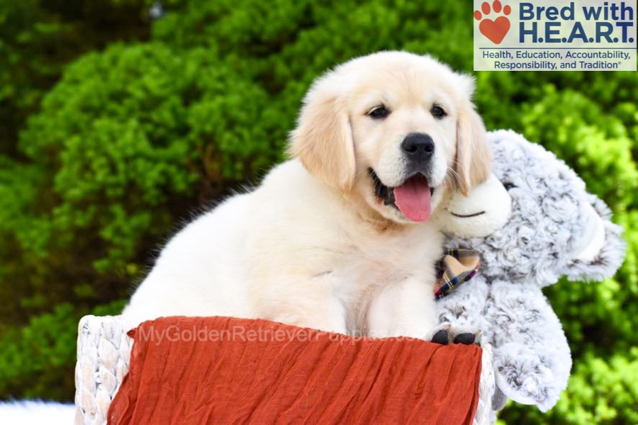 Wrangler Image of Wrangler, a Golden Retriever puppy