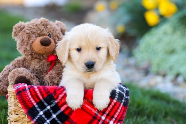 Image of Zack, a Golden Retriever puppy
