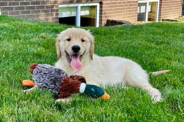 Image of Zella, a Golden Retriever puppy
