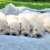 Image of Creams Ready July 8, a Golden Retriever puppy