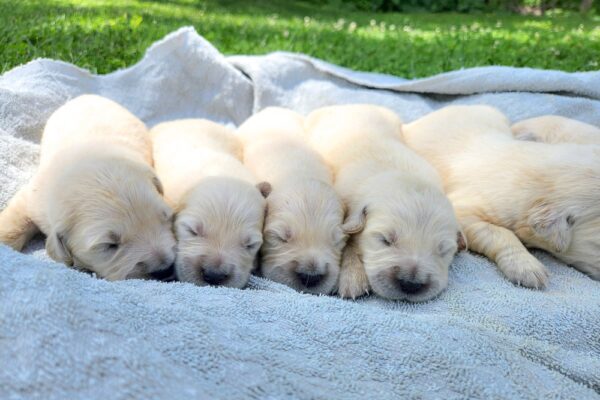 Image of Creams Ready July 8, a Golden Retriever puppy