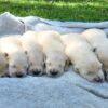 Image of Creams Ready July 8, a Golden Retriever puppy