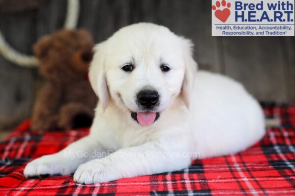 Image of Ace, a Golden Retriever puppy