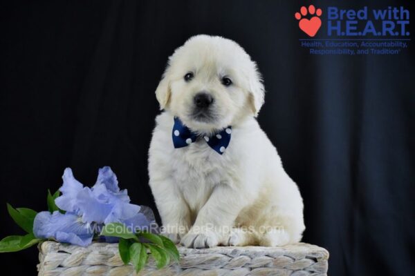 Image of Ammo, a Golden Retriever puppy
