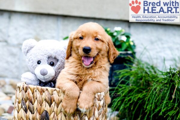Image of Blaze, a Golden Retriever puppy