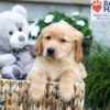 Image of Boston, a Golden Retriever puppy