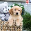 Image of Boston, a Golden Retriever puppy