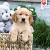 Image of Boston, a Golden Retriever puppy