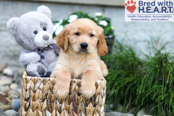Image of Boston, a Golden Retriever puppy