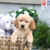Image of Boston, a Golden Retriever puppy