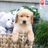 Image of Boston, a Golden Retriever puppy