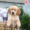 Image of Boston, a Golden Retriever puppy