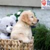 Image of Breeze, a Golden Retriever puppy