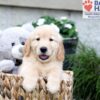 Image of Breeze, a Golden Retriever puppy