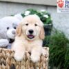Image of Breeze, a Golden Retriever puppy