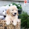 Image of Breeze, a Golden Retriever puppy