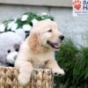 Image of Breeze, a Golden Retriever puppy
