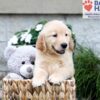 Image of Breeze, a Golden Retriever puppy