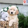 Image of Breeze, a Golden Retriever puppy