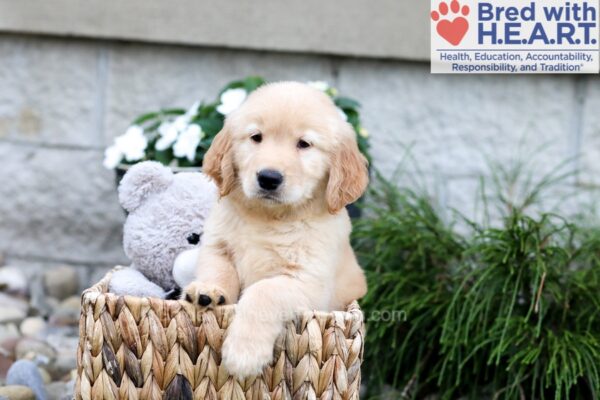 Image of Breeze, a Golden Retriever puppy