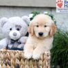 Image of Breeze, a Golden Retriever puppy